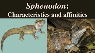 Sphenodon  Sphenodon punctatus  Tuatara  Rhynchocephalia [upl. by Nuahsak]