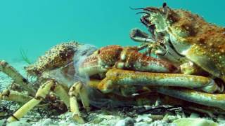 Insane Timelapse Footage of Molting Giant Spider Crab Blairgowrie Australia 2016 [upl. by Ayanet]