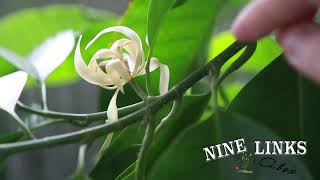 NineLinks White Champaca Pruning白兰花修剪 [upl. by Gennaro466]