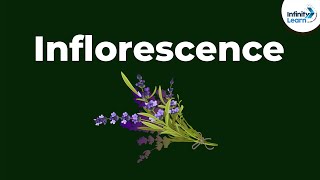 Types of Inflorescence  Morphology of Flowering Plants  Dont Memorise [upl. by Sedicla]