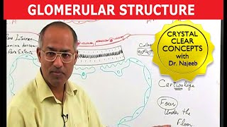 Glomerular Structure [upl. by Bum]