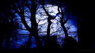 Forest at Night Sounds  Owls amp Crickets  Rustling leaves and wind [upl. by Neros]