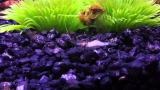 Is my white ghost shrimp sick or molting [upl. by Jami]