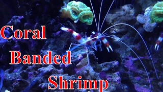 Coral Banded Shrimp Care Guide [upl. by Kulsrud]