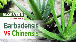 Two Aloe Vera Varieties in The Garden  Barbadensis and Chinensis [upl. by Attenweiler337]