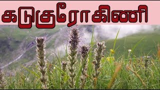 Picrorhiza kurroa கடுகுரோகிணியின் வைத்தியம்  kutki medicine [upl. by Krischer]