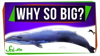 Why Are Marine Mammals So Big [upl. by Eben310]