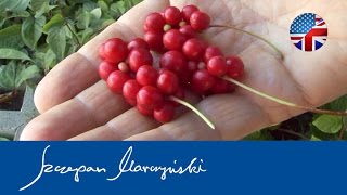 Schisandra chinenesis Schizandra Berry  characteristics and cultivation of Magnolia Vine [upl. by Tremml]