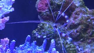 Caring for Coral Banded Shrimp [upl. by Elleon821]