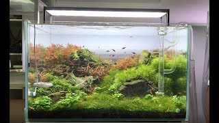 How to Trim Aquarium Plants 🍃✂️ Keep Your Stems Looking Good All The Time [upl. by Lowenstern895]