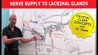 Nerve supply to Lacrimal Glands  Neuroanatomy [upl. by Mira811]