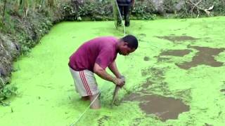 1ère récolte de poissons Élevage de poisson chat pisciculture au Cameroun pêche prix au kg [upl. by Bixler]