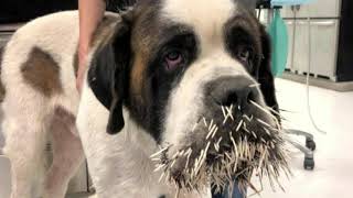 Porcupine Quills and Dogs  How To Treat Dogs [upl. by Airamalegna]