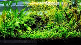 How To Aquascape A Low Tech Planted Aquarium part 1 [upl. by Hutner]