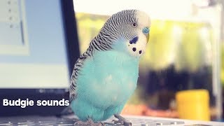 Budgie Sounds Meaning [upl. by Inafit]