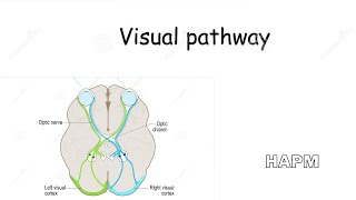 Dr Najeeb  Visual pathway [upl. by Notfa641]