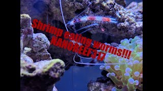 Coral banded shrimp eating bristle worms Plus tank montage [upl. by Chally]