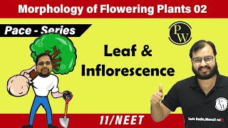 Morphology of Flowering Plants 02  Leaf amp Inflorescence  Class 11  Pace Series  NEET [upl. by Adiam]