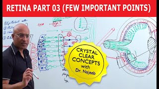 Retina  Few Important Points  Part 3 [upl. by Wohlen]