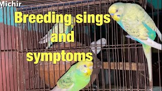 Budgies Mating Call sounds  Parakeets Mating Call sound  KichirMichir [upl. by Lund]