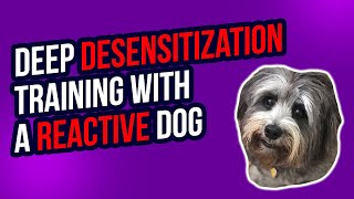 DEEP DESENSITIZATION TRAINING WITH A REACTIVE DOG [upl. by Atiekram]