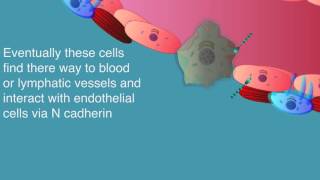 Types of Tissue Part 1 Epithelial Tissue [upl. by Cooley]