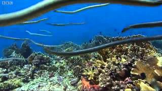 Sea snakes group hunting [upl. by Humfrid45]