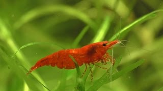 Cherry Shrimp  How To Breed What To Feed And Everything You Need [upl. by Reamonn]