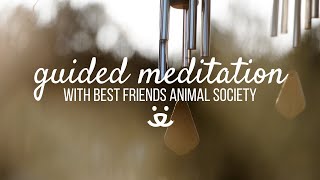 10Minute Guided Meditation  Grieving the Loss of a Pet [upl. by Perpetua]