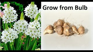 Grow Ornithogalum Plant from bulb  Grow Chincherinchee Plant from bulb [upl. by Garret317]