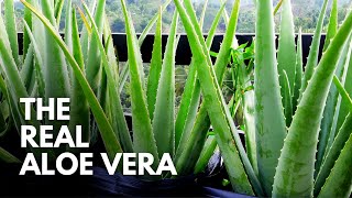 How To Identify The Real Aloe Vera Plant [upl. by Notsniw]