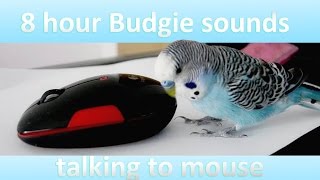 8 hours Budgie sounds  Talking to mouse [upl. by Stein712]