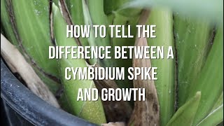 How to Tell the Difference Between Cymbidium Growth and Spike [upl. by Llesram498]