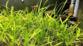 Vallisneria  Italian Val  Root Tab Fertilizer Experiment Part 3 [upl. by Arualana266]