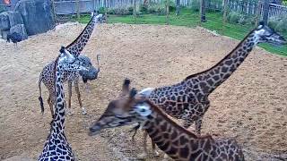 Houston Zoo Giraffe Platform Cam  Feeding Live Cam  Ozolio Webcam Services [upl. by Araet]