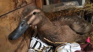 Emergency Duck Care  Injured leg [upl. by Roose]