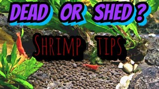 Shrimp Shed or Dead How to Tell the Difference in Neocaridina Cherry Shrimp amp Caridina Colonies [upl. by Anilocin458]