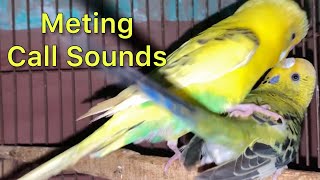 Budgies Mating Call Sounds  Parakeets Mating Call Sounds  KichirMichir [upl. by Ttocs507]