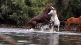 Epic Wild Horse Fight in the River Stallions Battling Over a Mare [upl. by Maltz]