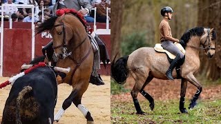 FROM BULLFIGHTING HORSE TO SHOW HORSE  GAIO [upl. by Jardena881]