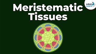 What are Meristematic Tissues  Infinity Learn [upl. by Ayram716]