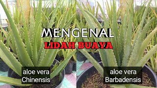 Perbedaan Lidah Buaya Chinensis dan Barbadensis  Membahas Bunga Pelepah Nutrisi aloe yuktani [upl. by Antsirhc]