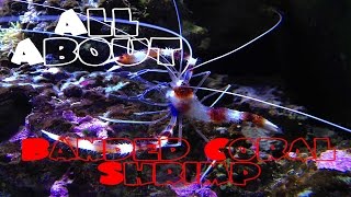 All About The Banded Coral Shrimp  Bristle Worm Killer [upl. by Ajar841]