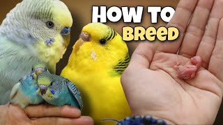 How to Breed Budgies 🐣 8 Tips for Successful Breeding [upl. by Eiluj]