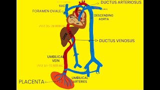 FETAL CIRCULATION [upl. by Herald]