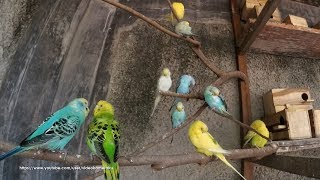 4 Hour Budgie Sounds Noisy In Their Aviary  August102019 [upl. by Aydin]