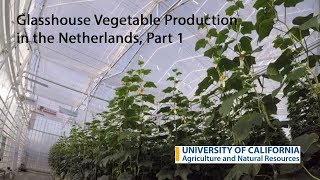 Glasshouse Vegetable Production in the Netherlands Part 1 [upl. by Rosel882]