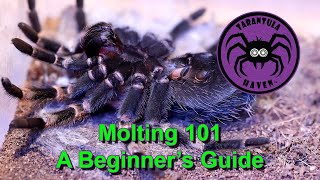 Molting 101  A Beginners Guide [upl. by Ayatnwahs]