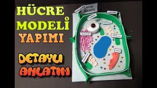 Hücre Modeli Yapımı bitki hücresi  CELL MODEL [upl. by Anoif414]