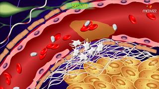 Serum  Blood physiology  medical animations [upl. by Hotze]